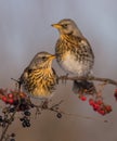 Fieldfare - Turdus pilaris