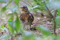 Fieldfare with worm in its beak