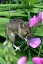 Fieldmouse eating sweetpea