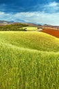 Fields Royalty Free Stock Photo