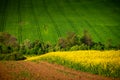 Fields Alive with Spring Flowers and Sunshine. Spring's Splendor: Rapeseed and Wheat Fields Adorned with Blooms in a Rural
