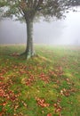 Fields in autumn