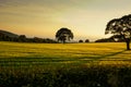 Fields of barley summer scene Royalty Free Stock Photo