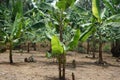 The fields belong to Baduy traditional village residents.