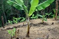 The fields belong to Baduy traditional village residents.