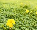 Fields of Bermuda buttercup flowers.
