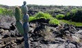 Lava fields, Punta Moreno, GalÃÆÃÂ¡pagos