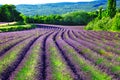 Fields of blloming lavander in Provence Royalty Free Stock Photo