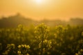 A flowering mustard plant, Manikganj, Bangladesh