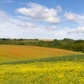 Fields with blooming rapeseed / poppies, Cotswolds Royalty Free Stock Photo