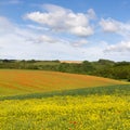 Fields with blooming rapeseed / poppies, Cotswolds