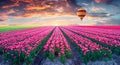 Fields of blooming pink tulips at sunrise. Royalty Free Stock Photo