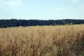 Fields. Borderlands of Ukrainian Transcarpathia with Hungary Royalty Free Stock Photo