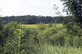 Fields. Borderlands of Ukrainian Transcarpathia with Hungary Royalty Free Stock Photo