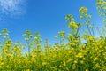 Fields of bright yellow flowering rapeseed, rapeseed flowers close-up against the blue sky Royalty Free Stock Photo