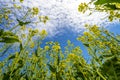 Fields of bright yellow flowering rapeseed, rapeseed flowers close-up against the blue sky Royalty Free Stock Photo
