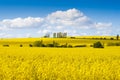 Fields of bright yellow rapeseed flowers