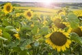Fields of bright yellow sunflowers in Dorset Royalty Free Stock Photo