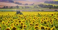 Fields of bright yellow sunflowers in Dorset Royalty Free Stock Photo