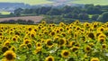 Fields of bright yellow sunflowers in Dorset Royalty Free Stock Photo