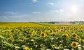 Fields of bright yellow sunflowers in Dorset Royalty Free Stock Photo