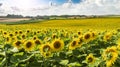 Fields of bright yellow sunflowers in Dorset Royalty Free Stock Photo