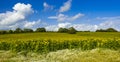 Fields of bright yellow sunflowers in Dorset Royalty Free Stock Photo