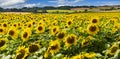 Fields of bright yellow sunflowers in Dorset Royalty Free Stock Photo