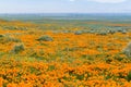 Fields of California Poppy Eschscholzia californica during peak blooming time, Antelope Valley California Poppy Reserve Royalty Free Stock Photo