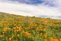 Fields of California Poppy Eschscholzia californica during peak blooming time, Antelope Valley California Poppy Reserve Royalty Free Stock Photo