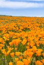 Fields of California Poppy Eschscholzia californica during peak blooming time, Antelope Valley California Poppy Reserve Royalty Free Stock Photo
