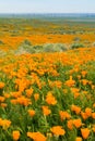 Fields of California Poppy Eschscholzia californica during peak blooming time, Antelope Valley California Poppy Reserve Royalty Free Stock Photo