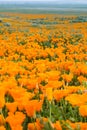 Fields of California Poppy Eschscholzia californica during peak blooming time, Antelope Valley California Poppy Reserve Royalty Free Stock Photo