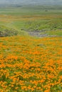 Fields of California Poppy Eschscholzia californica during peak blooming time, Antelope Valley California Poppy Reserve Royalty Free Stock Photo