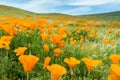 Fields of California Poppy Eschscholzia californica during peak blooming time, Antelope Valley California Poppy Reserve Royalty Free Stock Photo
