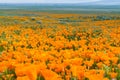 Fields of California Poppy Eschscholzia californica during peak blooming time