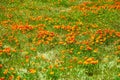 Fields of California Poppy during peak blooming time, Antelope Valley California Poppy Reserve Royalty Free Stock Photo