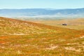 Fields of California Poppy during peak blooming time, Antelope Valley California Poppy Reserve Royalty Free Stock Photo