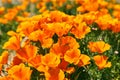 Fields of California Poppy during peak blooming time, Antelope Valley California Poppy Reserve Royalty Free Stock Photo