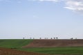 fields of cereal crops beginning to sprout next to other fallow plowed fields, a few trees in the distance on the horizon line, Royalty Free Stock Photo