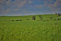 Fields with cereal plantations near Athienou town in Cyprus Island during January