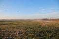 Meadow in morning sun Royalty Free Stock Photo