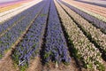 Fields of colorful hyacinths in spring. Netherlands Royalty Free Stock Photo