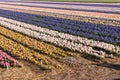 Fields of colorful hyacinths in spring. Netherlands Royalty Free Stock Photo