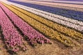 Fields of colorful hyacinths in spring. Netherlands Royalty Free Stock Photo
