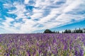 Fields of Colorful Purple, Pink and white Wild Flowers, Sky and Clouds. Royalty Free Stock Photo