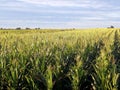 Fields of corn