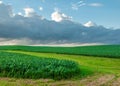 Fields of Corn in the Iowa Farm Country