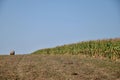 Fields of corn and round bale of straw Royalty Free Stock Photo