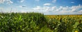 Fields of corn and sunflowers Royalty Free Stock Photo